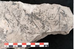 Foto (Detailansicht) von Sohizopteris lactuca Sternbg. (NHMW-GEO-2024-0188-10789)